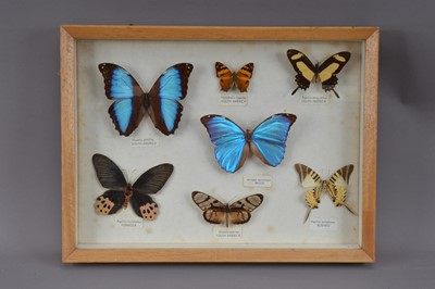 Lot 568 - Framed taxidermy butterflies