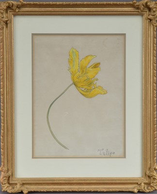 Lot 707 - A watercolour of a tulip