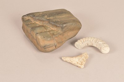 Lot 379 - A large herbivore tooth