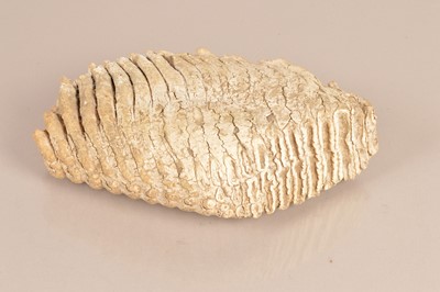 Lot 380 - A large Mammoth tooth