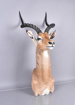 Lot 384 - A head mount of an African Impala