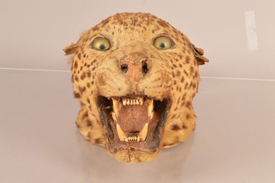 Lot 385 - A head mount of a Leopard