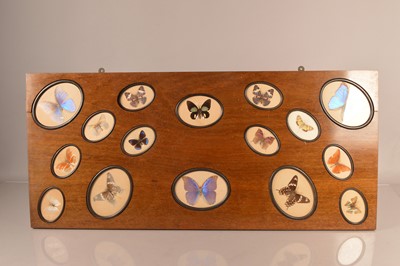 Lot 386 - A decorative Butterfly display