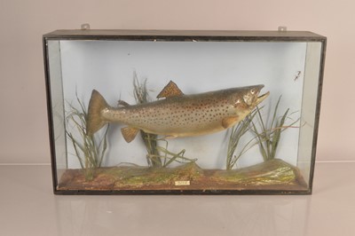 Lot 387 - Taxidermy