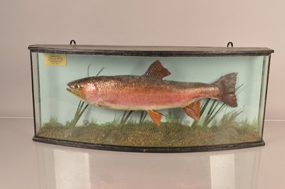 Lot 388 - Taxidermy