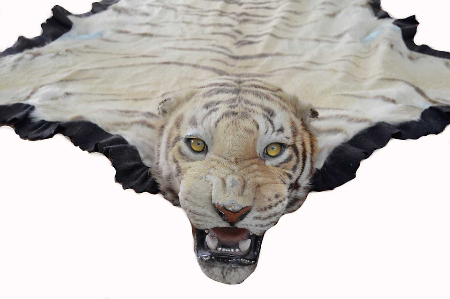 Lot 391 - Taxidermy