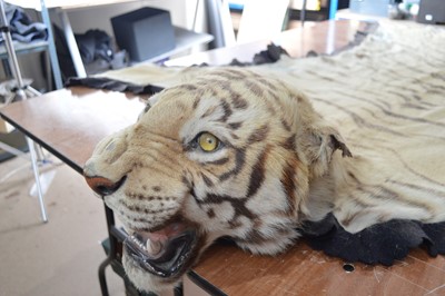 Lot 391 - Taxidermy