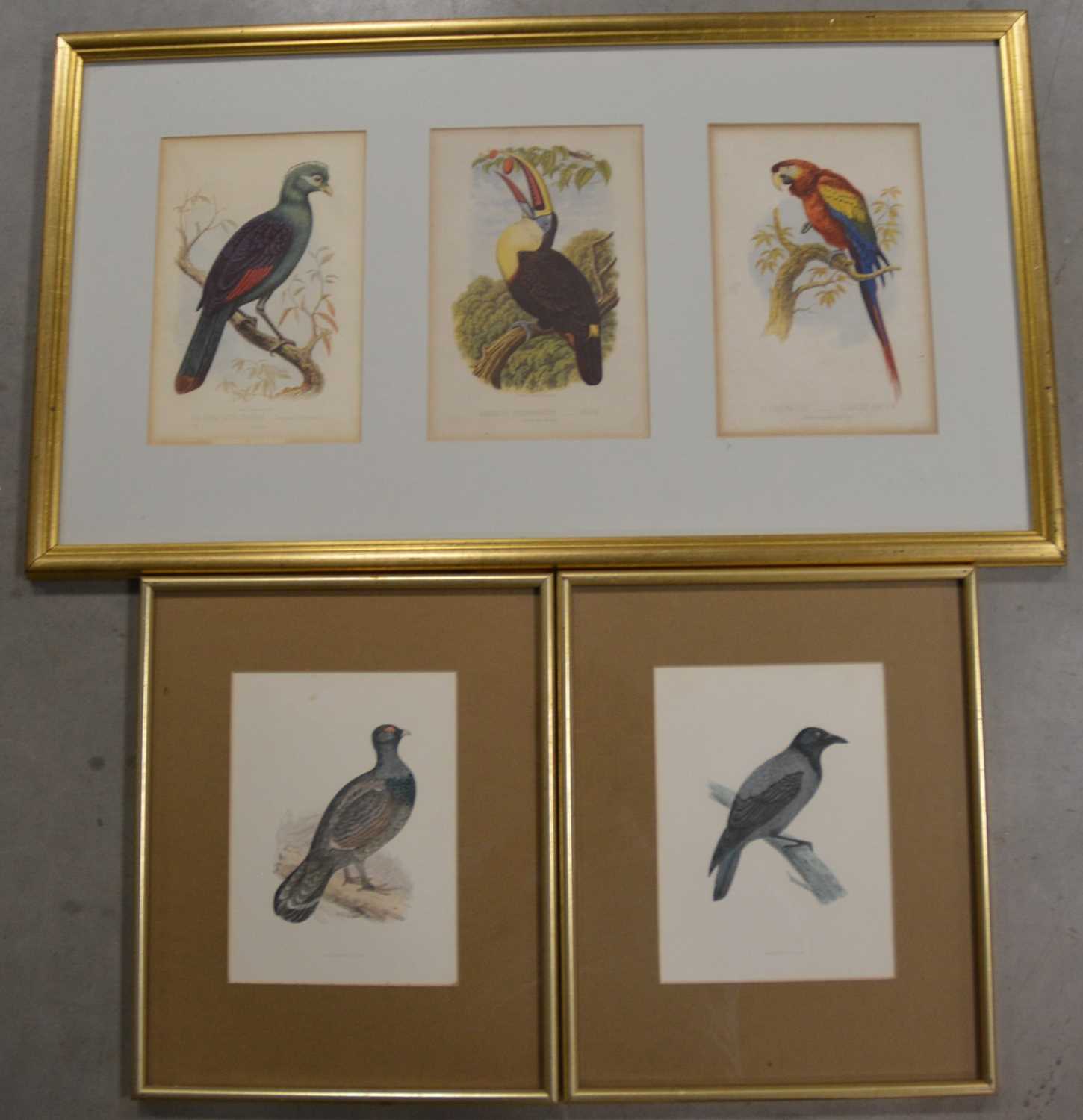 Lot 55 - A collection of framed bird bookplates