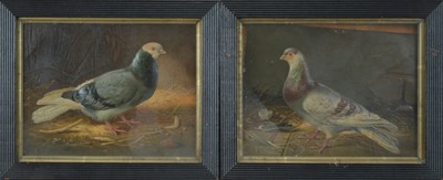 Lot 100 - A pair of 20th century folk art style pictures of pigeons