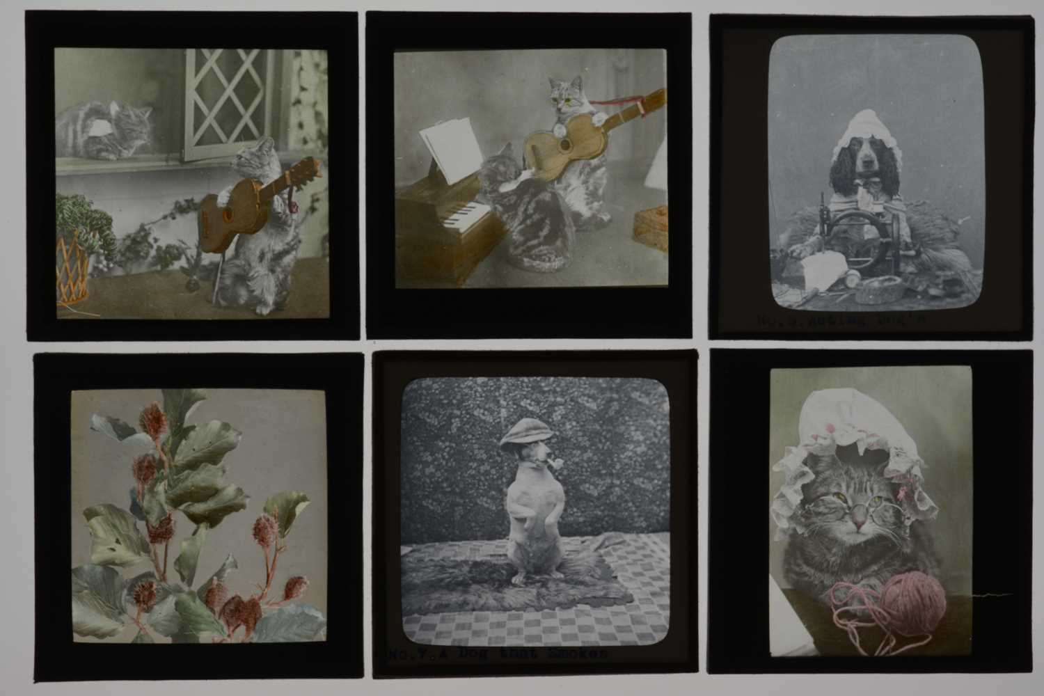 Lot 65 - 3¼in sq Magic Lantern Slides