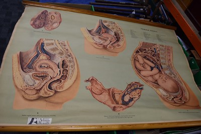 Lot 60 - An assortment of Medical posters