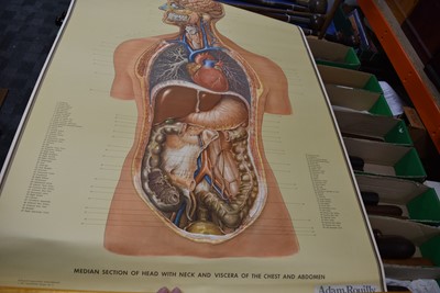 Lot 60 - An assortment of Medical posters