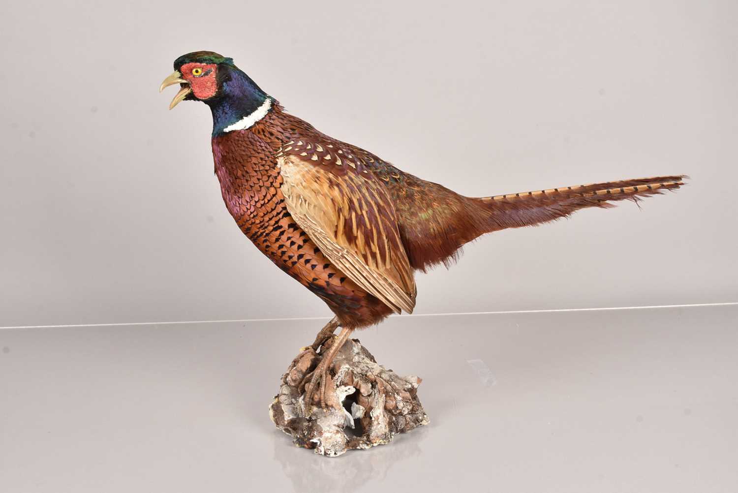 Lot 229 - Taxidermy