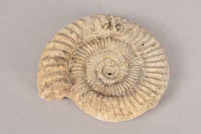Lot 232 - Fossil