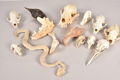 Lot 234 - A collection of animal skulls