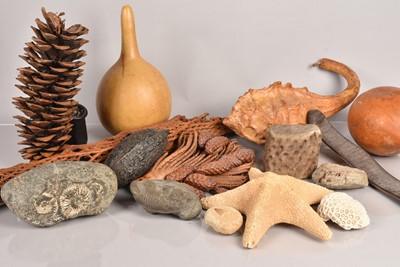 Lot 236 - A collection of Fossils and other items