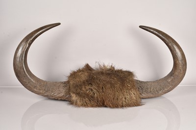 Lot 238 - Bison Horns
