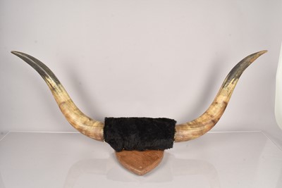 Lot 239 - A pair of Buffalo horns