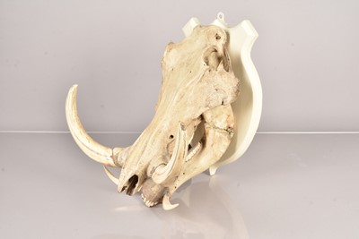 Lot 240 - A Warthog skull on wooden shield