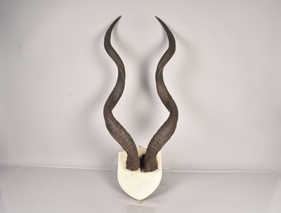 Lot 242 - Kudu Horns