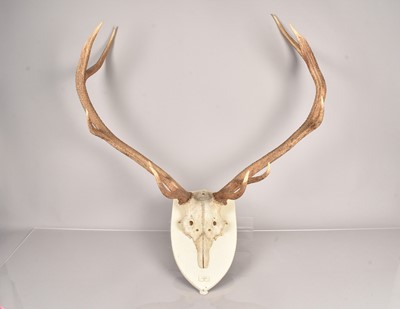 Lot 243 - A large pairn of Scottish Deer antlers