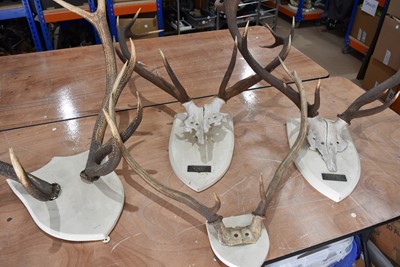 Lot 244 - Four pairs of Deer antlers