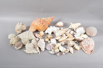 Lot 208 - A collection of assorted shells and corals