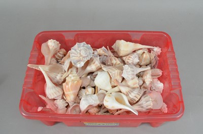Lot 169 - A large collection of assorted shells
