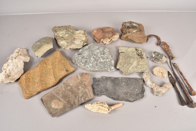 Lot 296 - A collection of various fossils