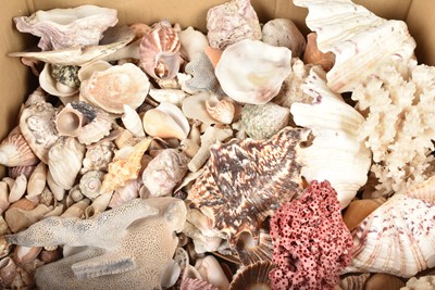 Lot 297 - An assortment of Sea Shells and Corals