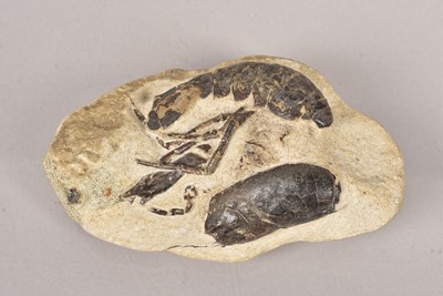 Lot 299 - A Fossilized Crustacean