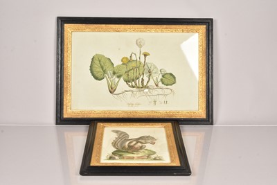 Lot 300 - A collection of Botanical Etchings