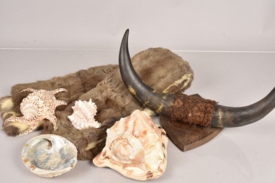 Lot 301 - A small pair of horns