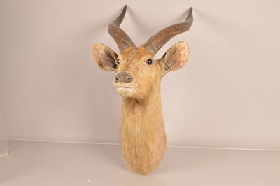 Lot 302 - Taxidermy