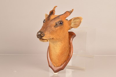 Lot 303 - Taxidermy