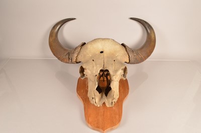 Lot 304 - Taxidermy