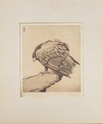 Lot 313 - An etching of an Eagle