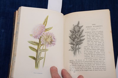 Lot 224 - F Edward Hulme (1841-1909) 'Familiar Wild Flowers' Cassell botanical books