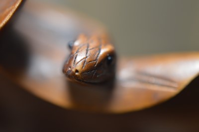 Lot 320 - A Japanese boxwood carving of a lotus leaf