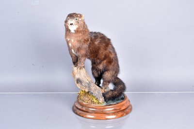 Lot 394 - Taxidermy