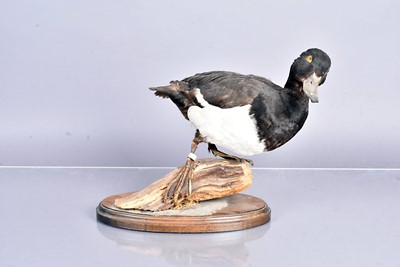 Lot 395 - Taxidermy