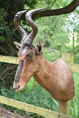 Lot 398 - A head mount of an African Hartebeest