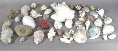 Lot 404 - A large collection of World Shells and coral