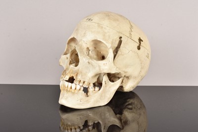 Lot 263 - Antique Human Skull