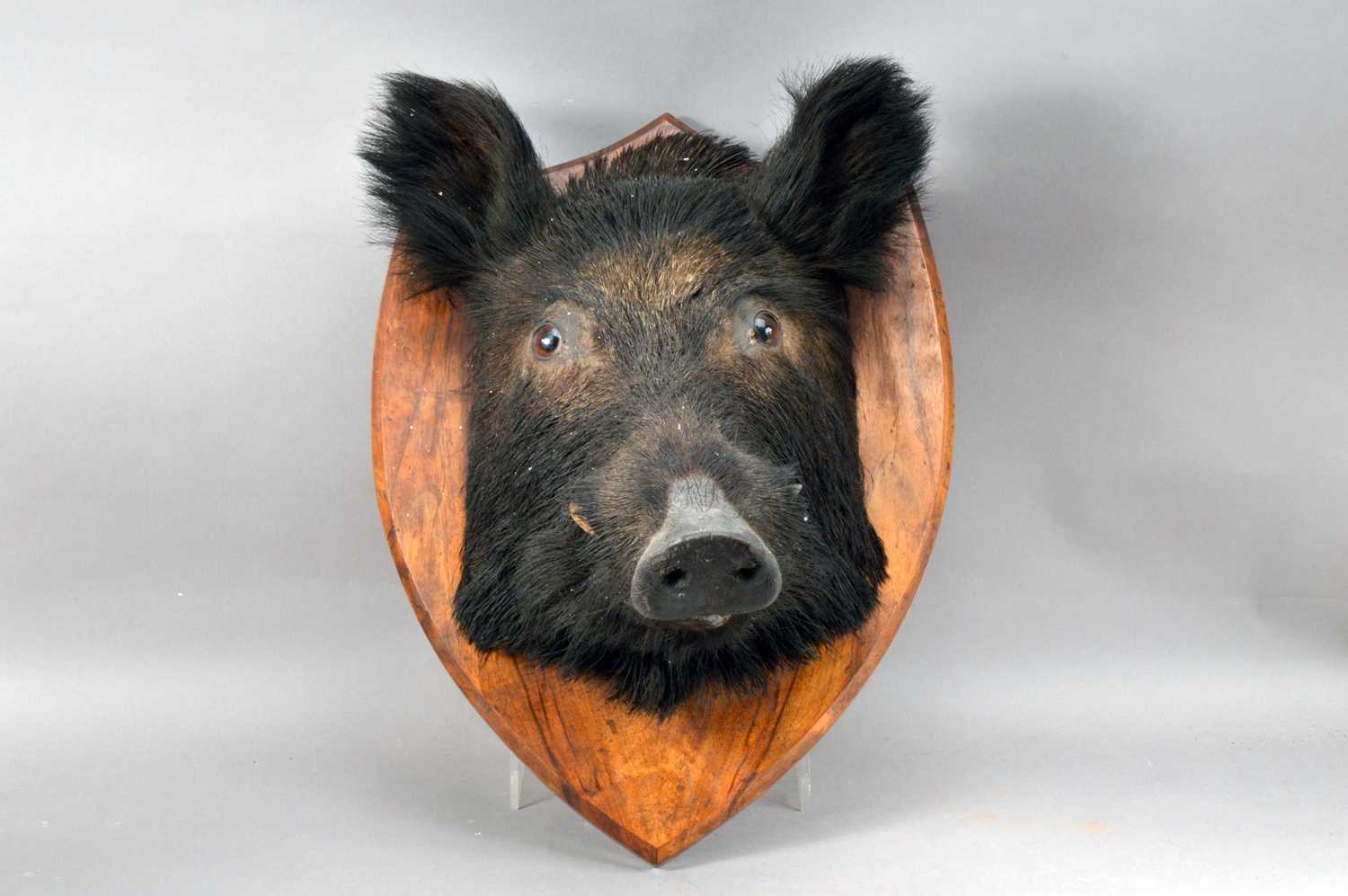 Lot 538 - An Early 20th century taxidermy wild Boar Head (Sus scrofa)