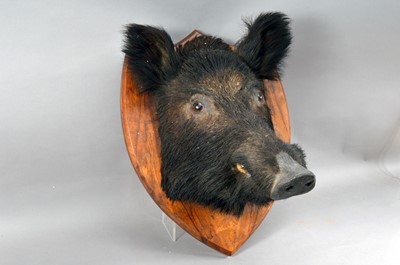 Lot 538 - An Early 20th century taxidermy wild Boar Head (Sus scrofa)