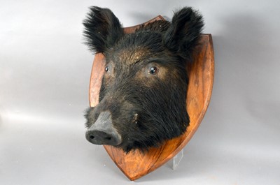 Lot 538 - An Early 20th century taxidermy wild Boar Head (Sus scrofa)