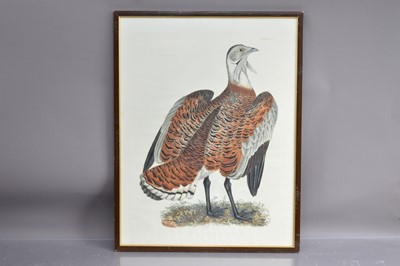 Lot 277 - Prideaux John Selby (1788-1867) hand coloured ornithological print "Male Bustard"