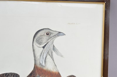 Lot 277 - Prideaux John Selby (1788-1867) hand coloured ornithological print "Male Bustard"