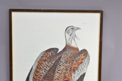 Lot 277 - Prideaux John Selby (1788-1867) hand coloured ornithological print "Male Bustard"